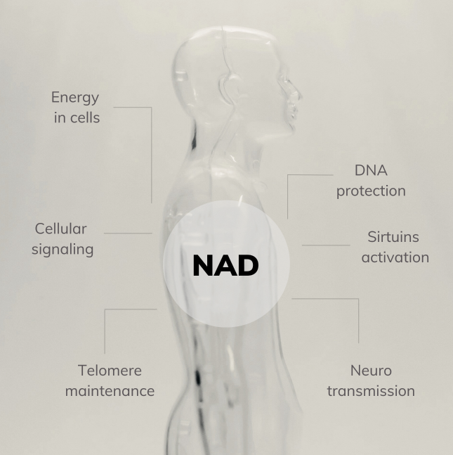 The_Role_of_NAD_Desktop_3_1_b62f1b06-a48d-41a6-a4b0-04ddfaa39202.png
